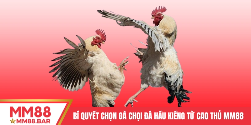Bí quyết chọn gà chọi đá hầu kiềng chuẩn từ cao thủ MM88